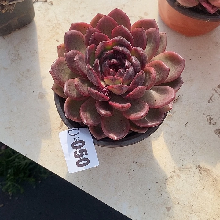 落***秋050紫薇多肉植物多肉