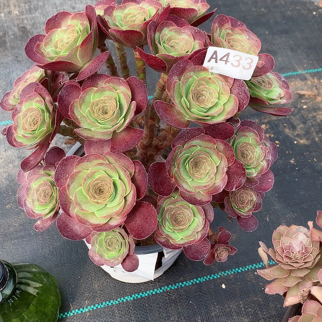 完全开放433魅金法师图片植物多肉