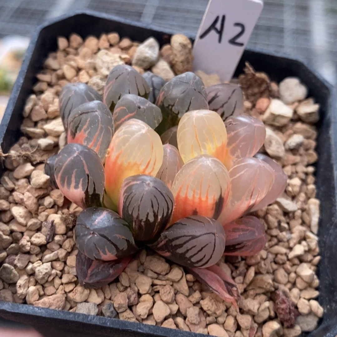 2号红太阳玉露锦锦