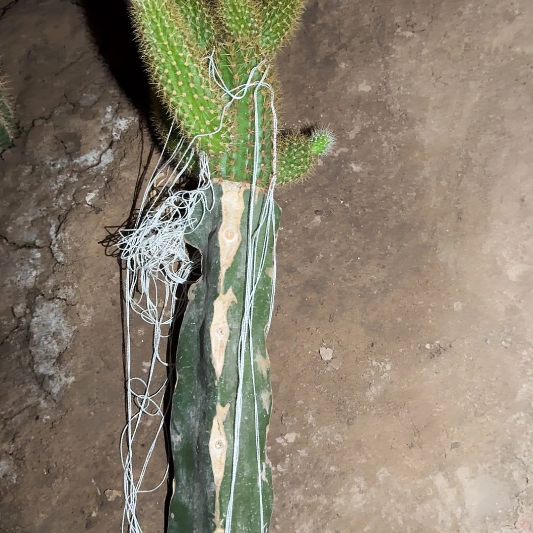 ****暖双色一坨火龙果嫁接