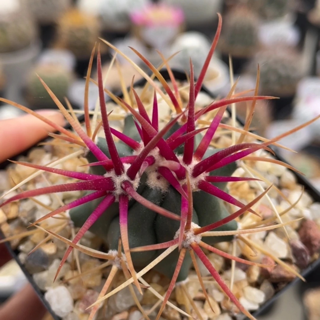 红刺金冠龙           实生根