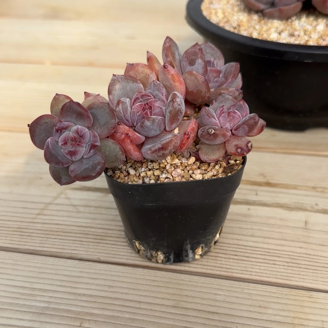 凯***凯突尼斯发货多肉