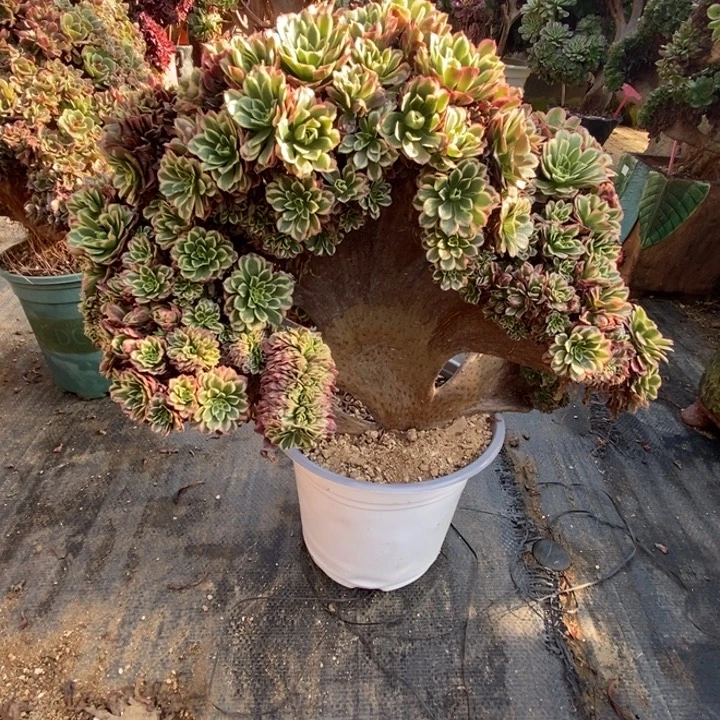 朝霞萝莉阴阳自然朵朵