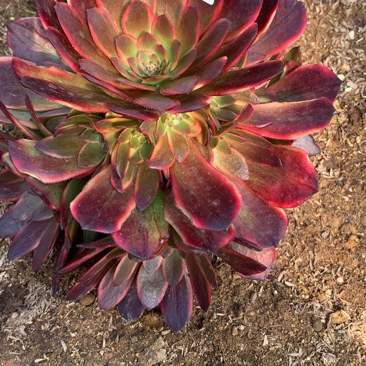 流*682多肉植物一物一拍