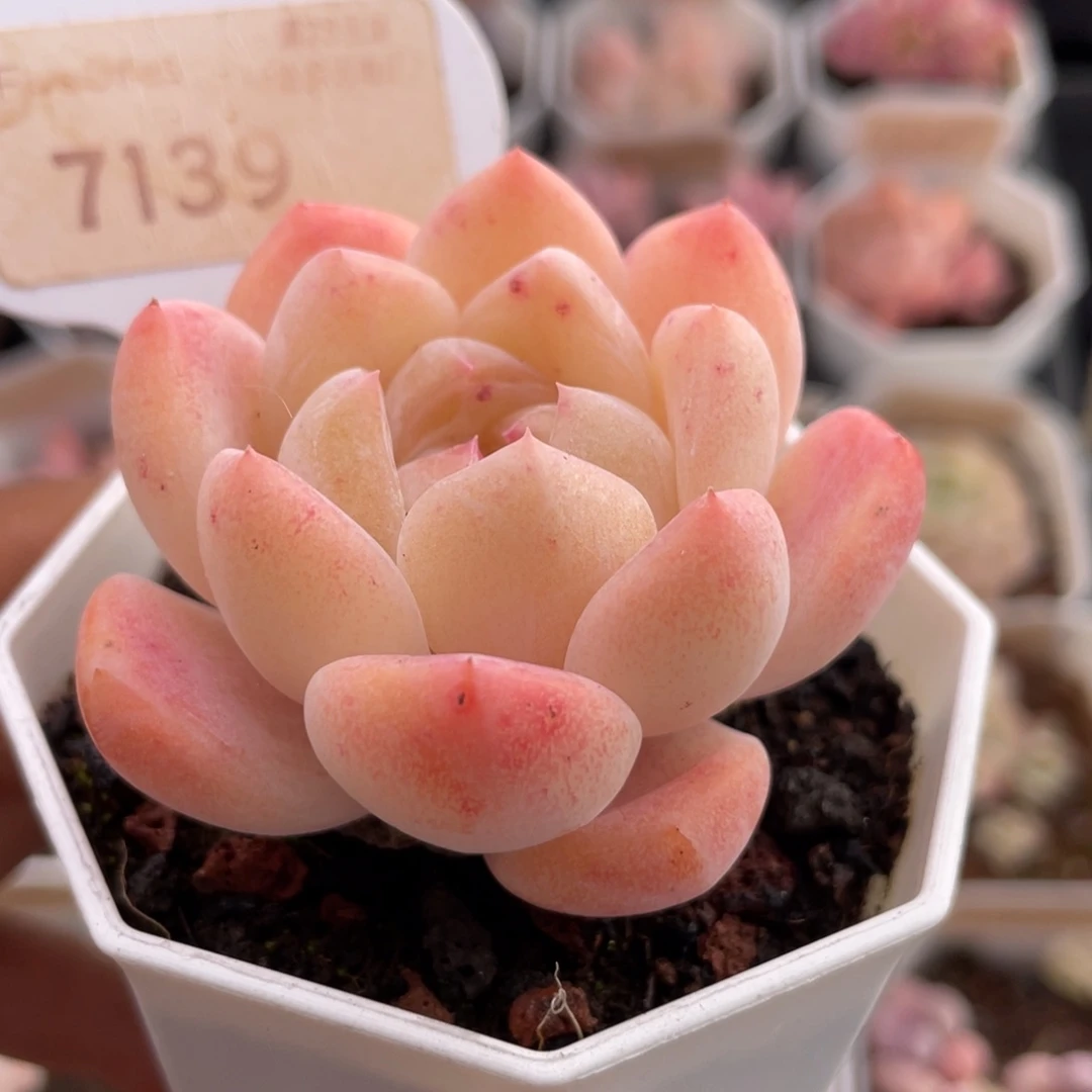 心心糖7139-5.5厘米