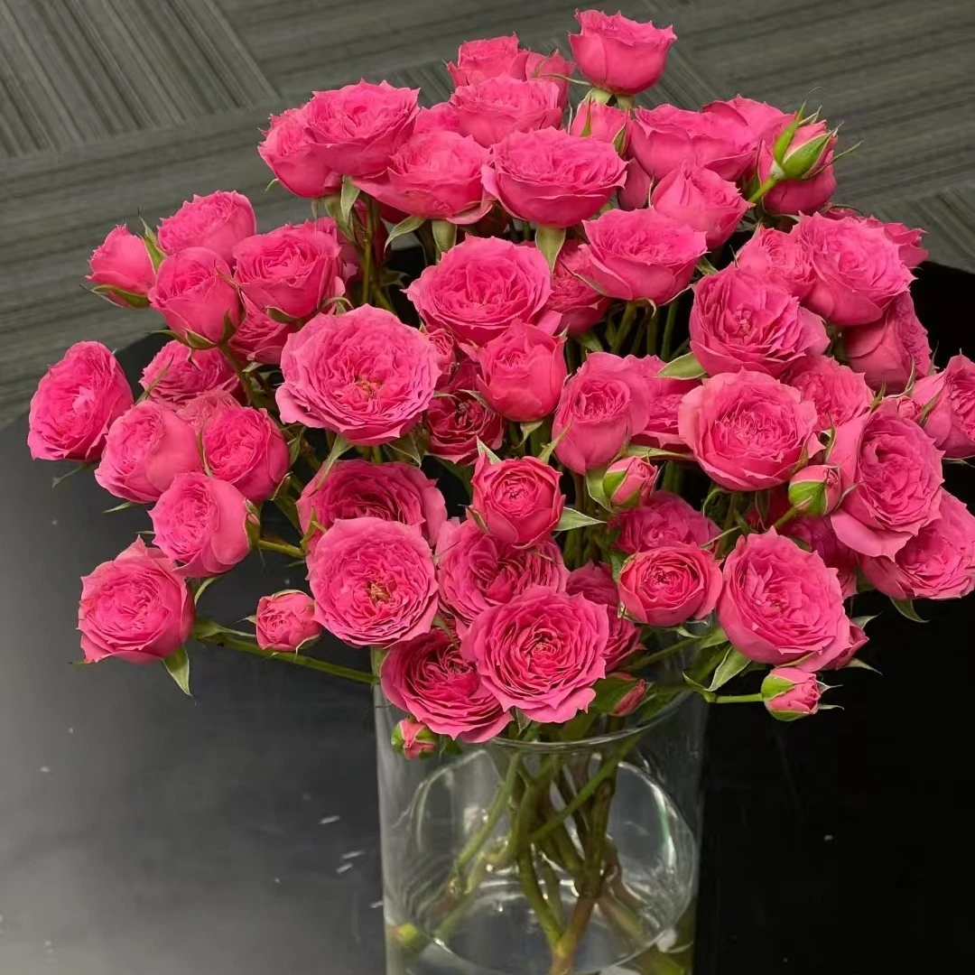 5枝--苏菲宝贝多头玫瑰 鲜花温柔甜美家庭插花次日达顺丰配送上门-今天下单明天送达