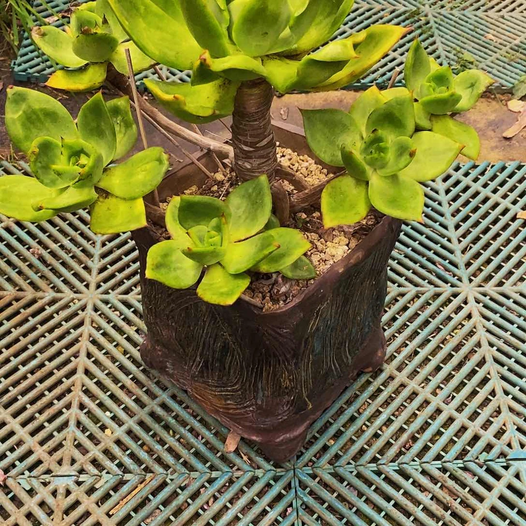 糖***肉老桩翠花多肉植物