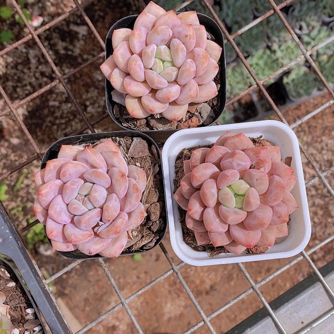 0621- 半夏单头一颗带白方 量拍