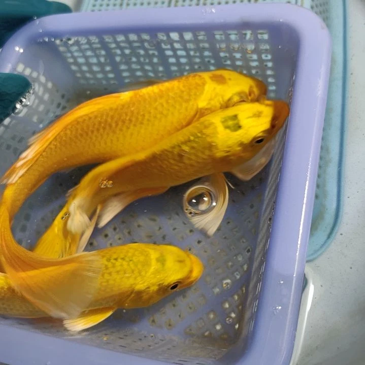 锦鲤冷水鱼观赏鱼淡水鱼