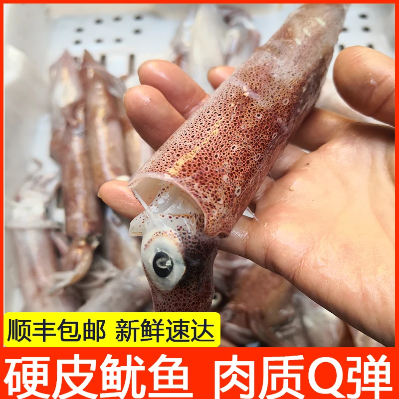 舟山新鲜本地鱿鱼子乌笔管鱿鱼海兔3斤装顺丰包邮