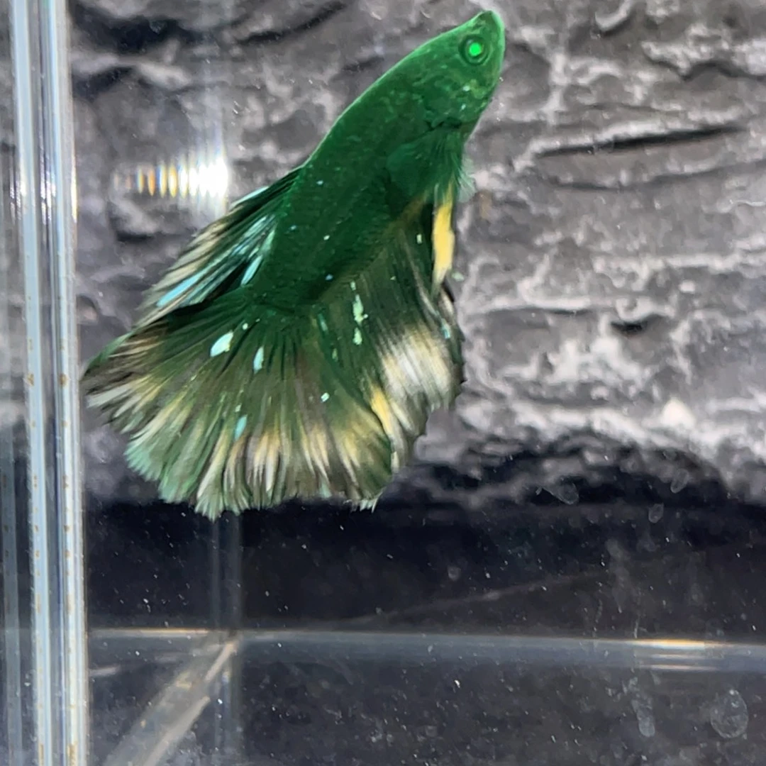 斗鱼绿魔碎星半月公