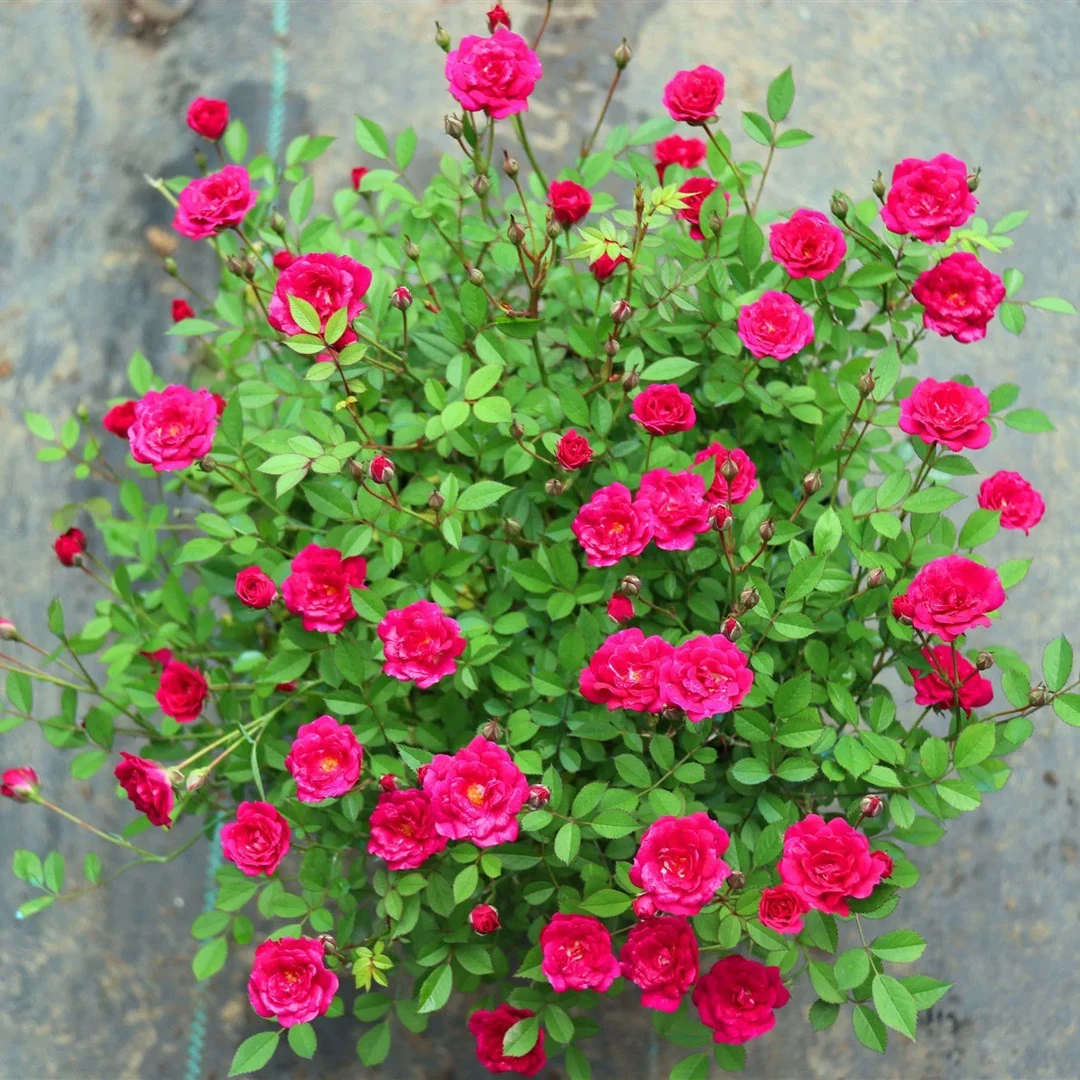 姬月季（紫咲）办公室绿植盆栽，好养活，一年四季都能开花。