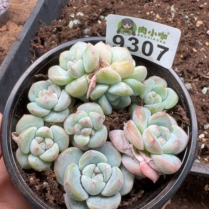 当前无花朵，栽培后可花朵多肉植物多肉植物