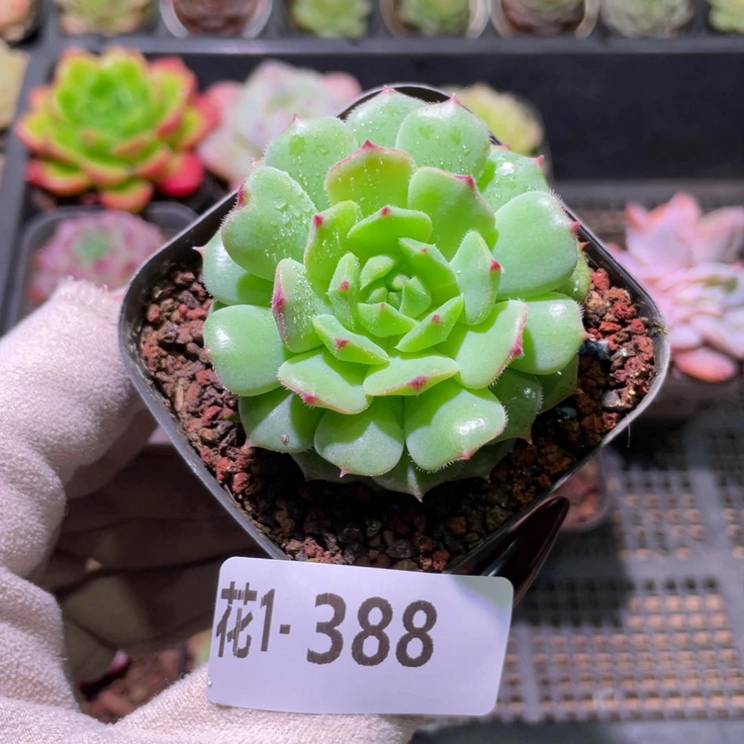 花利美1-388美丽世界