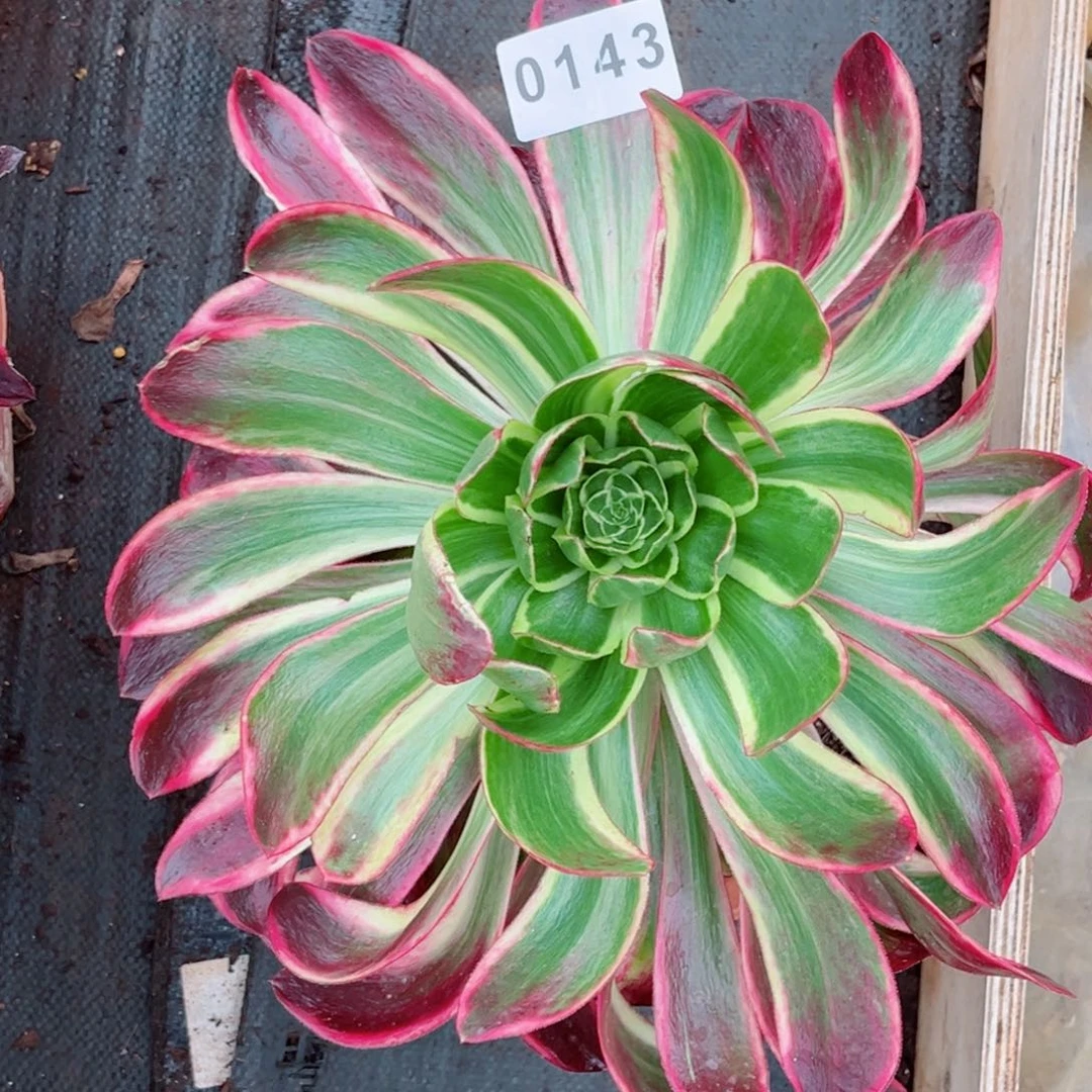 紫嫣多肉发货发货