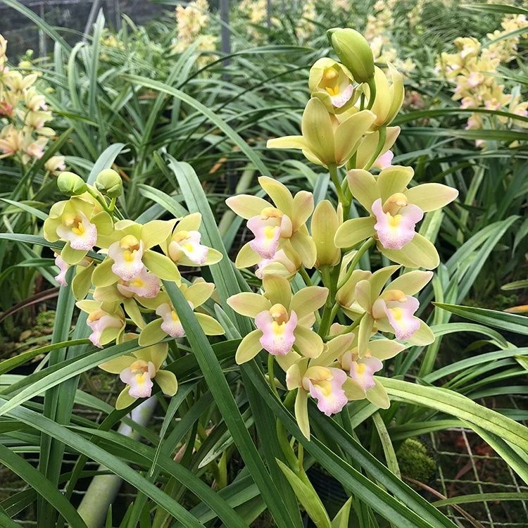 高端精品 带花苞【香水香兰】清香型兰花室内好养花卉开花植物花香