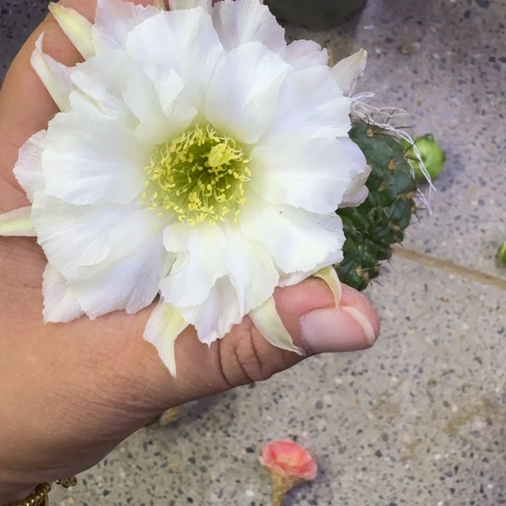 326丽花64歪无根侧牙3公分左右，20包邮