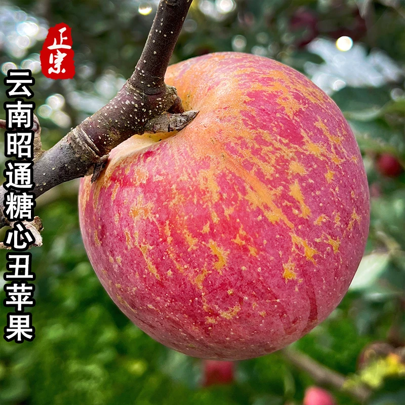 2025正宗云南昭通冰糖心丑苹果脆甜新鲜水果高原丑苹果现摘现发