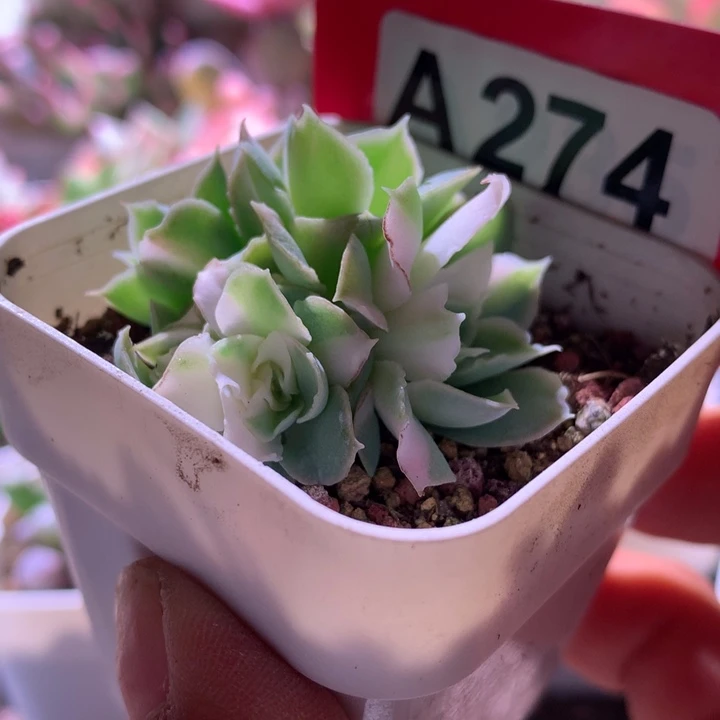 蓝丝绒花脸有根有