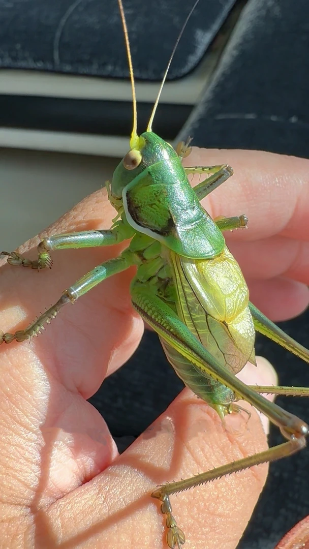 精品山青绿蝈蝈鸣虫包叫包活