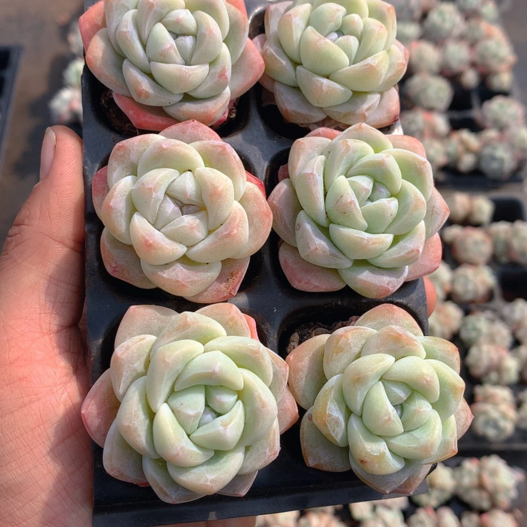 精控冰玉组合6颗一物一拍