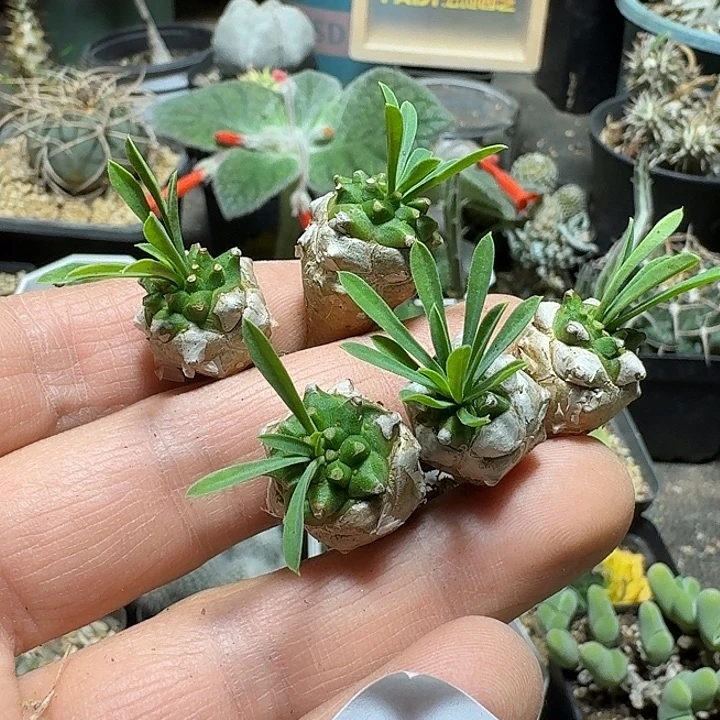 797峨眉山5个一份脱土发货