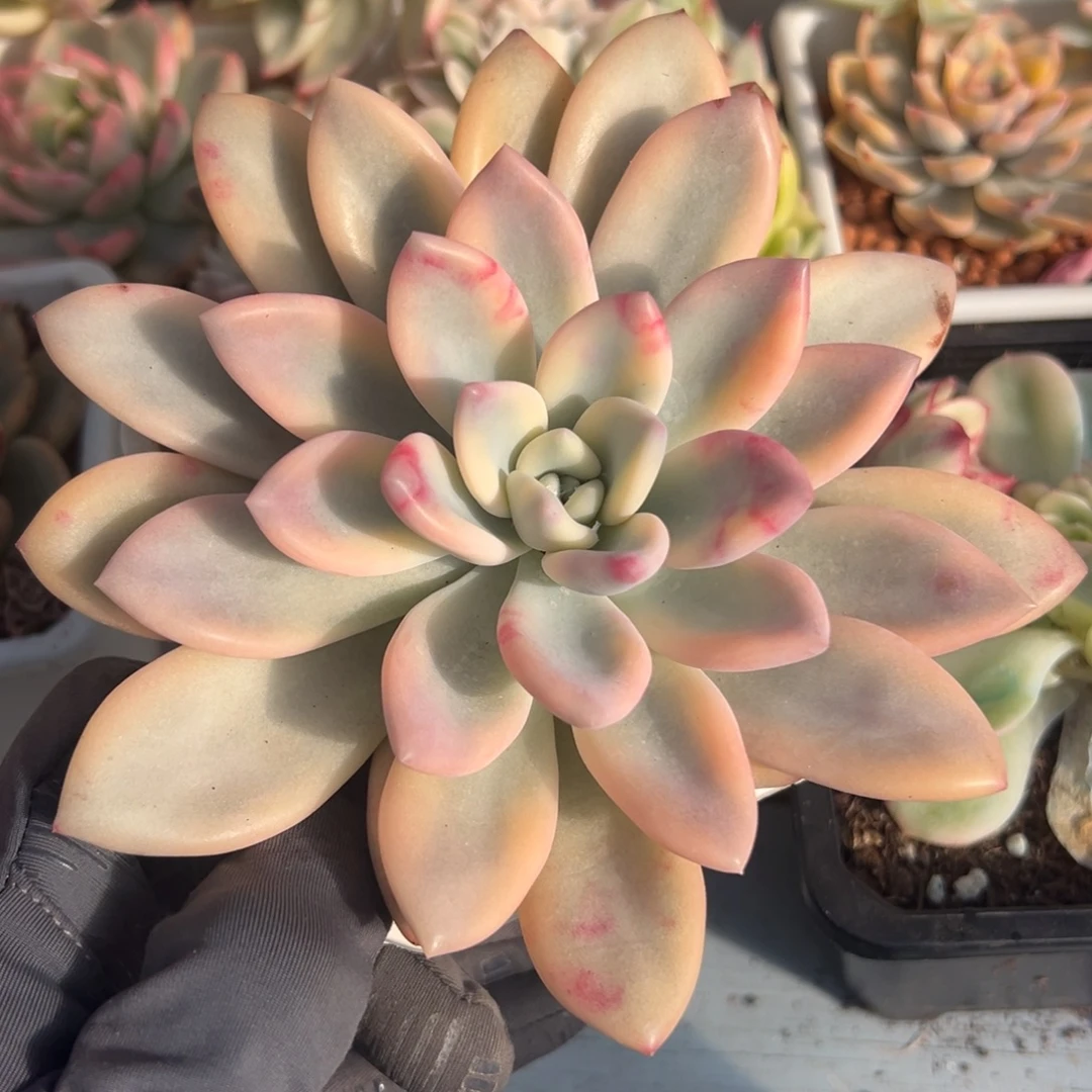 奥普琳娜锦，彩锦覆轮锦