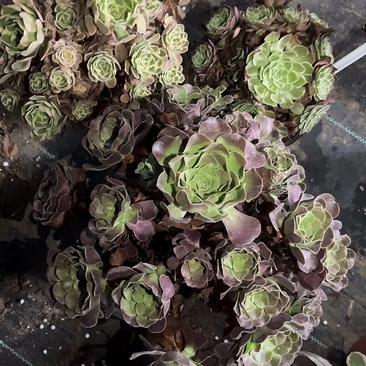 向***放多肉植物寄养发货锦！