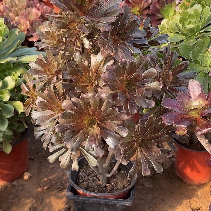 多肉植物法师灰法30