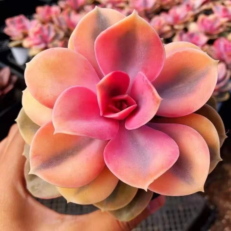 大彩虹【满18包邮】