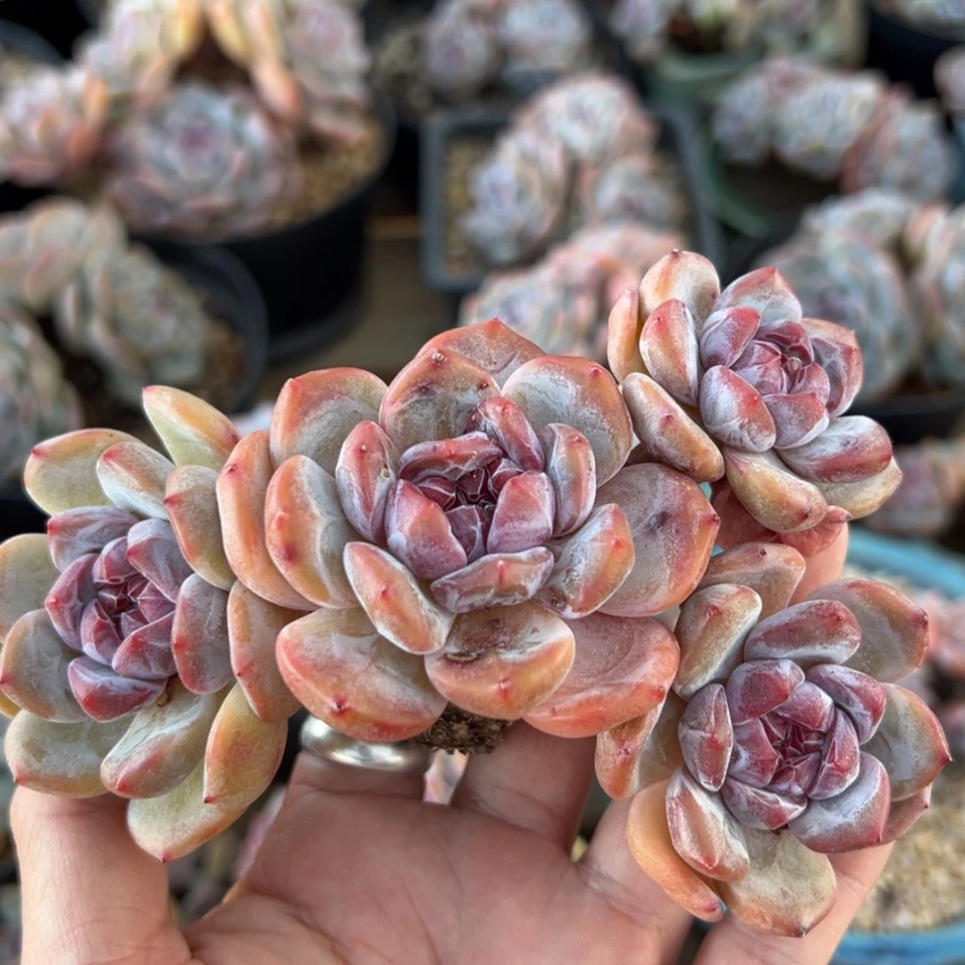 四头趴地紫心粗腿