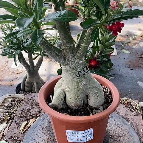 【闪购商品】无花朵用****2