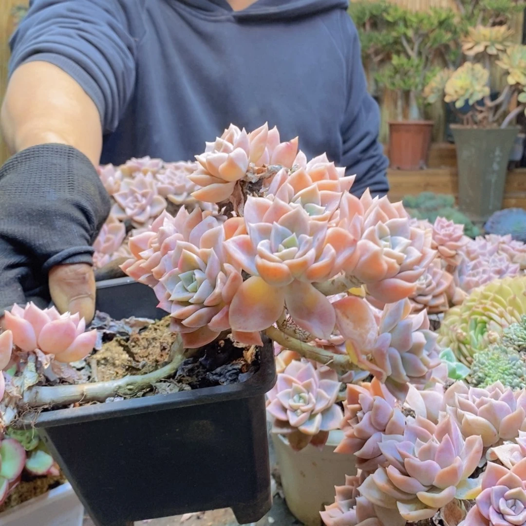 花*JC285号哈利沃森