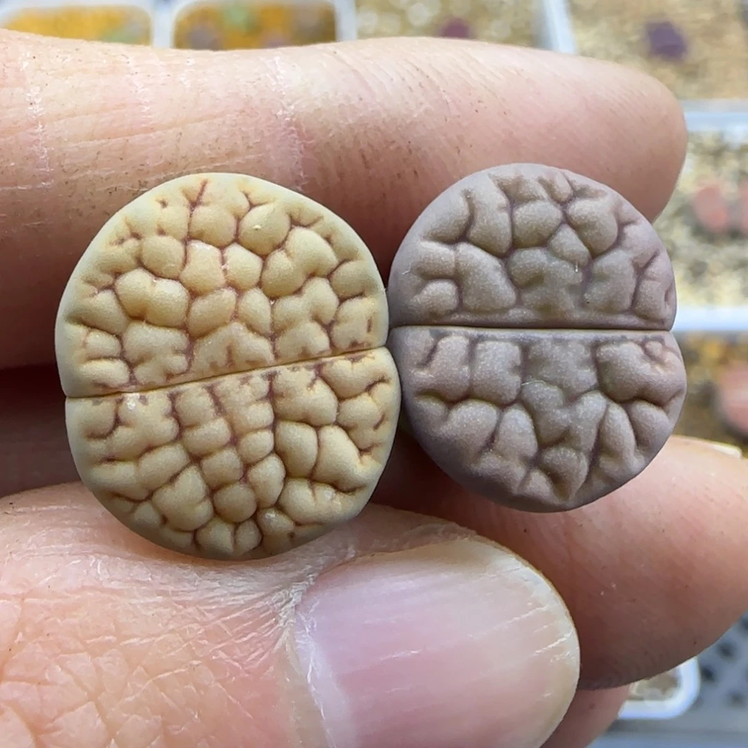 423 脑纹黄露美清框福利30包邮