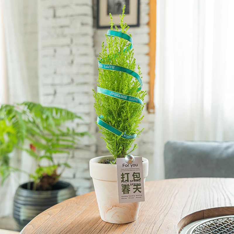 小香松盆栽圣诞树放青松办公室桌面小绿植室内四季常青好养活植物