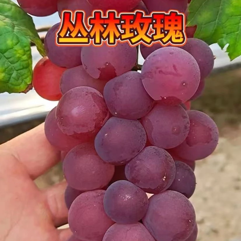 轻奢高端真南天竹盆栽用于室内家居商铺装饰水培植物提升软装风格