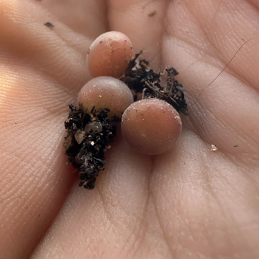 孤*者28包邮脱土发货26536