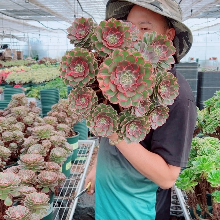 大颗粉花妖多肉法师