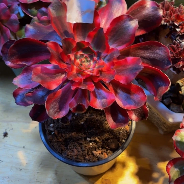 云南红魔女好看118号