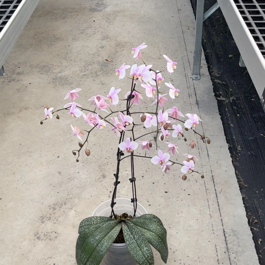 完全开放5寸史交西浓香银叶开花株