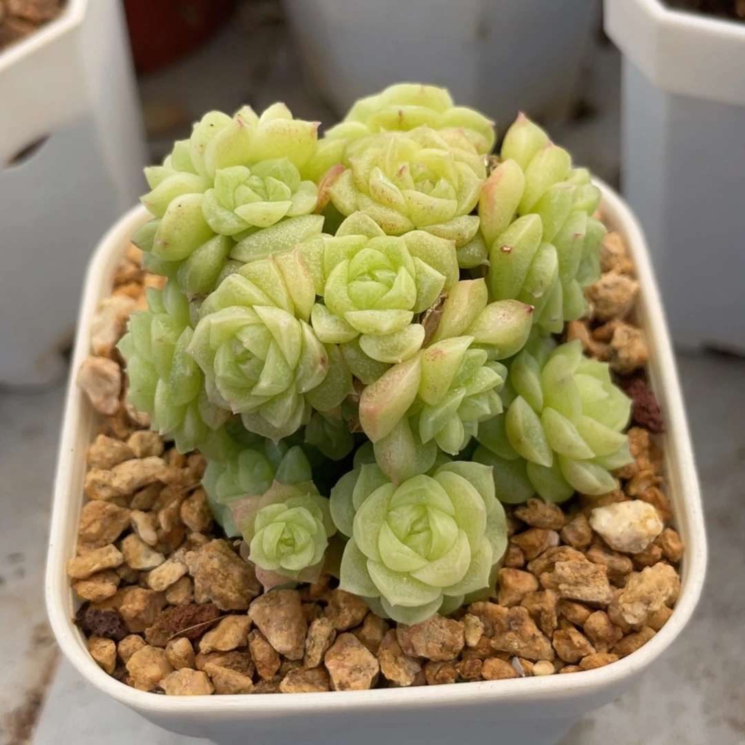 麦秆小脸群生6公分