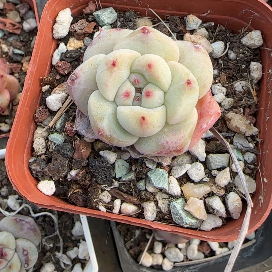 多肉小卡拉米糖心一物一拍