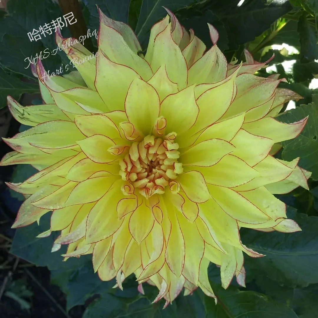 (哈特邦尼)进口大丽花种球