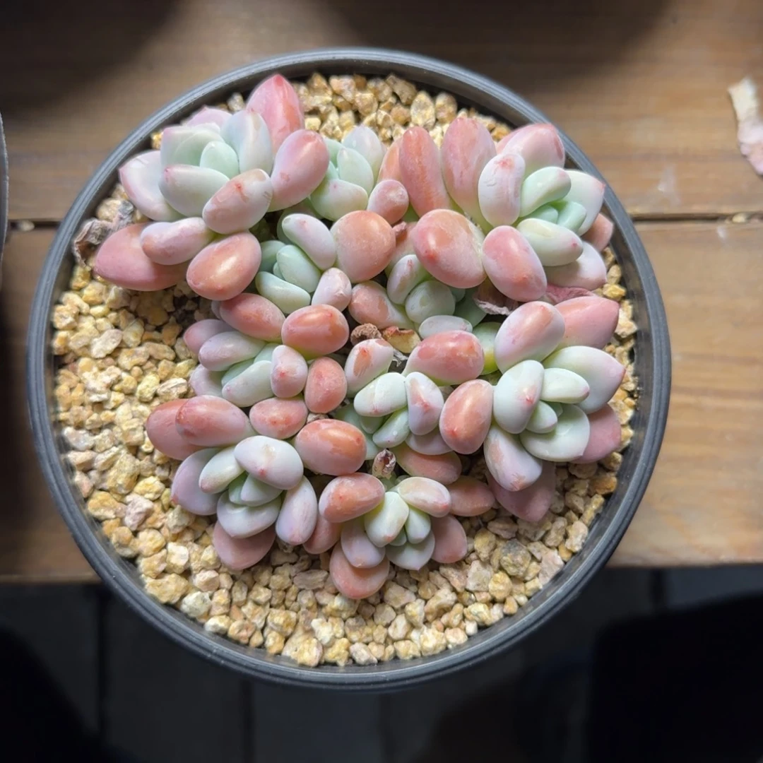 橘子洛神1111111111111111