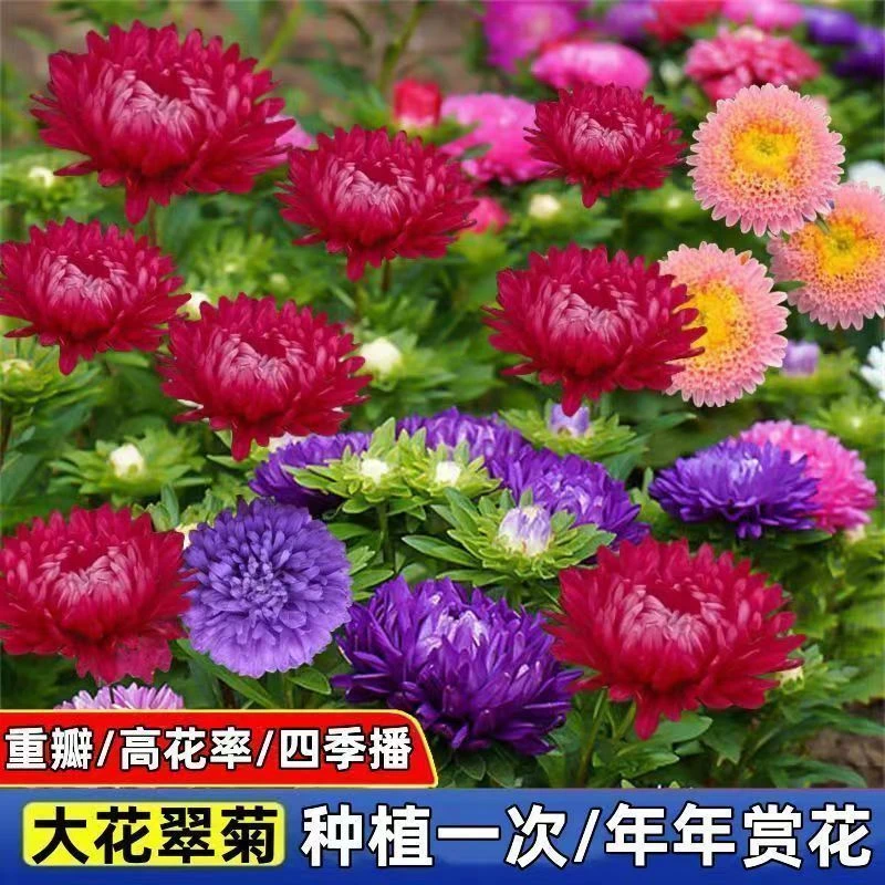 【多彩翠菊种子】播种盆栽鲜花花卉种孑室外阳台庭院易种菊花种籽