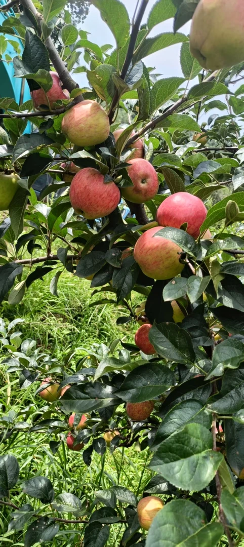 当季新鲜现摘纯甜红露苹果 糖心苹果 不脆 不甜包赔