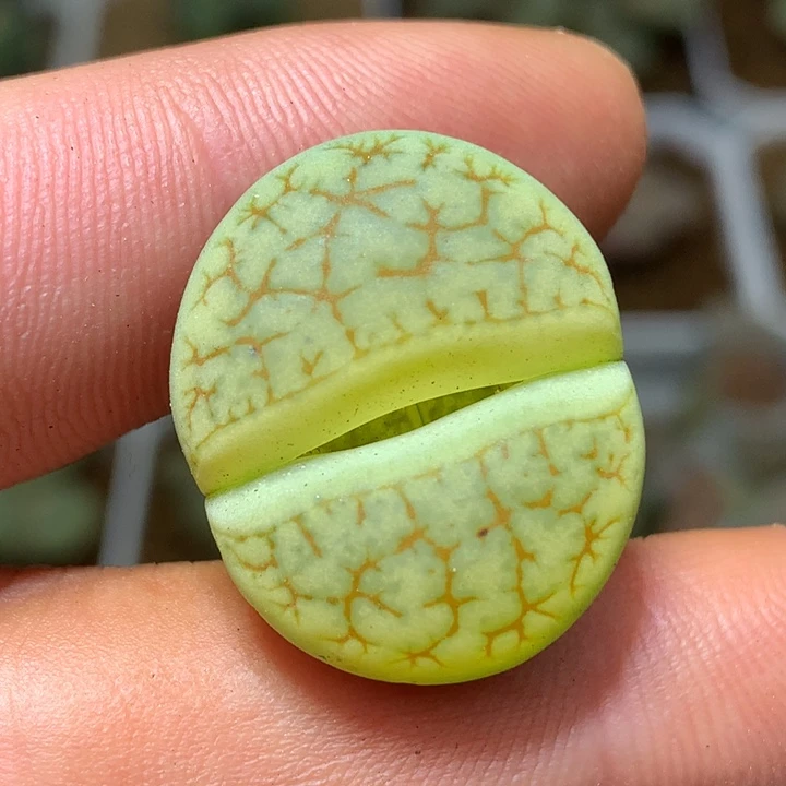 精品多肉植物c383绿荒