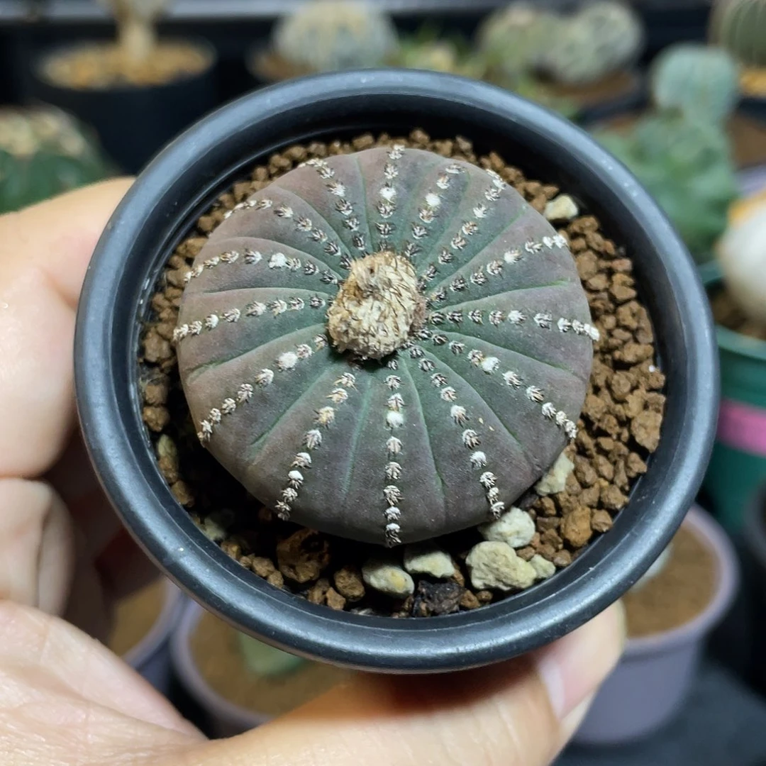 大型士童带盆包邮