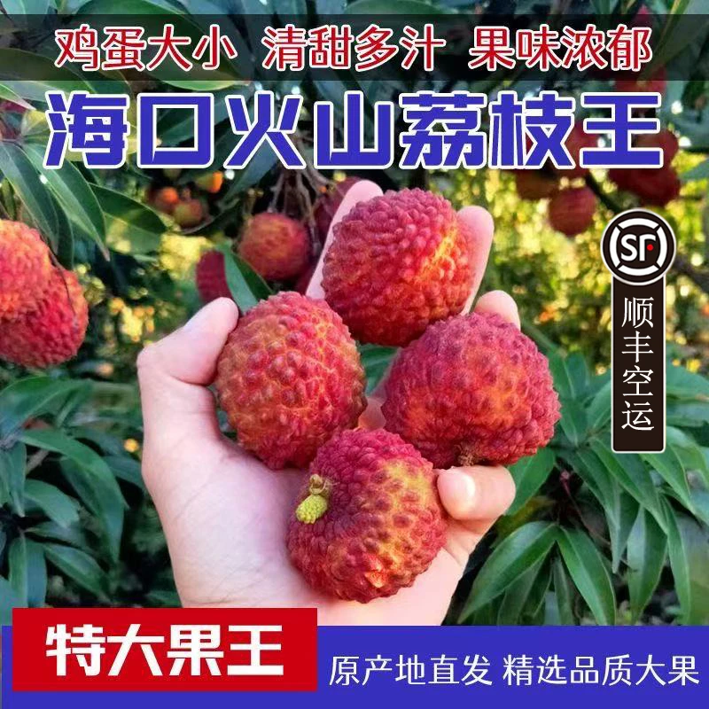 【顺丰空运】海南火山口荔枝王礼盒超大巨无霸送礼佳品新鲜现摘水果