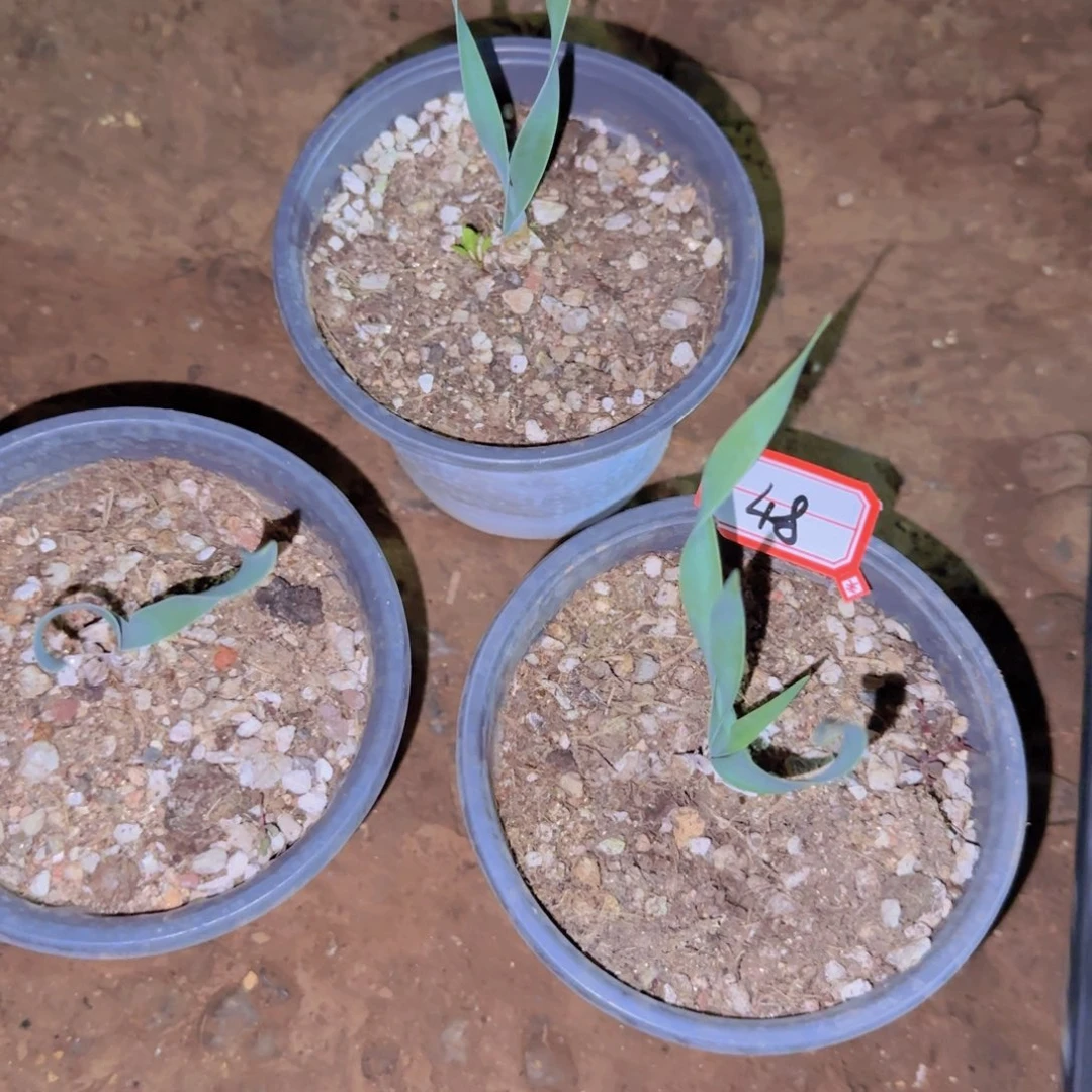 块根植物块根植物